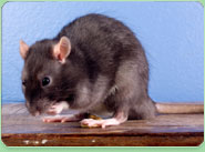 rat control Morecambe